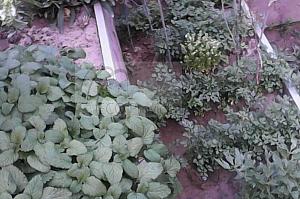 IMG 20160824 194314
